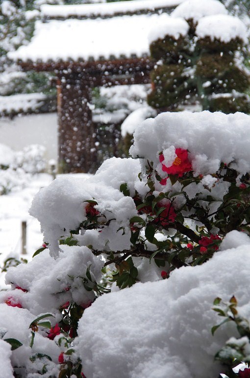 雪の一休寺_f0303870_21115766.jpg