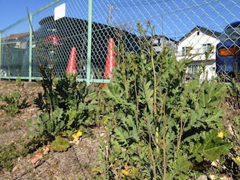 3年目のカラシナの花_a0191183_17382019.jpg