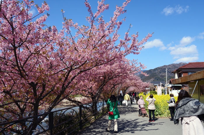 河津桜を見物に_f0068687_20343109.jpg