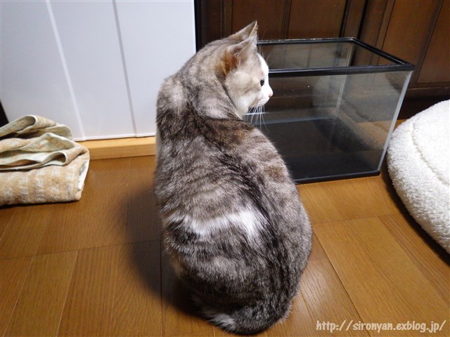 ねこ　わかさぎを釣る_a0159490_1144776.jpg