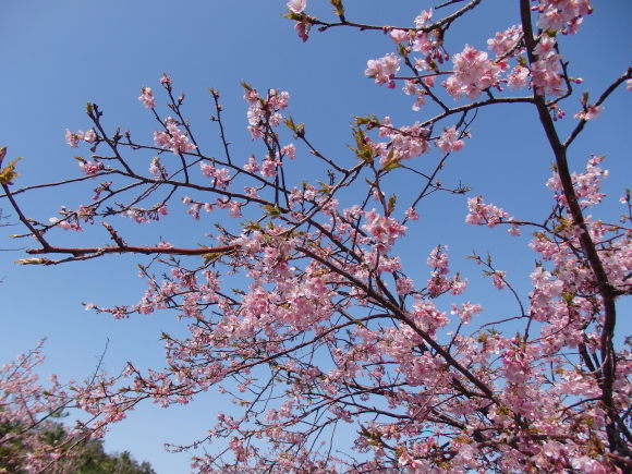 河津桜と菜の花_b0324291_00185729.jpg