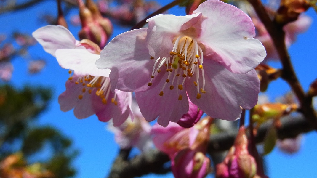 南知多町で河津桜を見てきました_a0152692_17124089.jpg