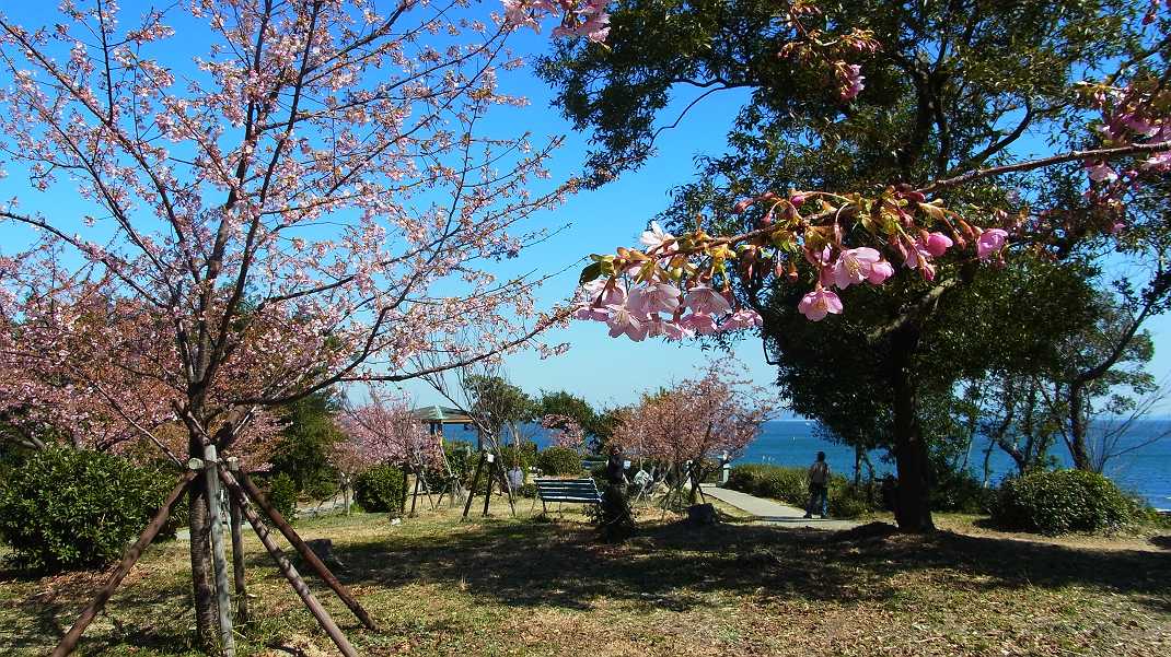 南知多町で河津桜を見てきました_a0152692_17132418.jpg