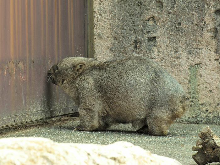 春のはじまり_a0164204_1329305.jpg