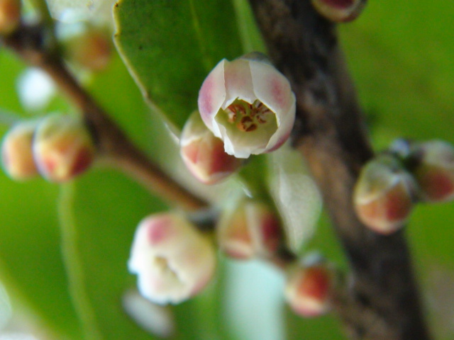 姫榊（ヒサカキ）の花…2014・3・12_f0231709_10325747.jpg