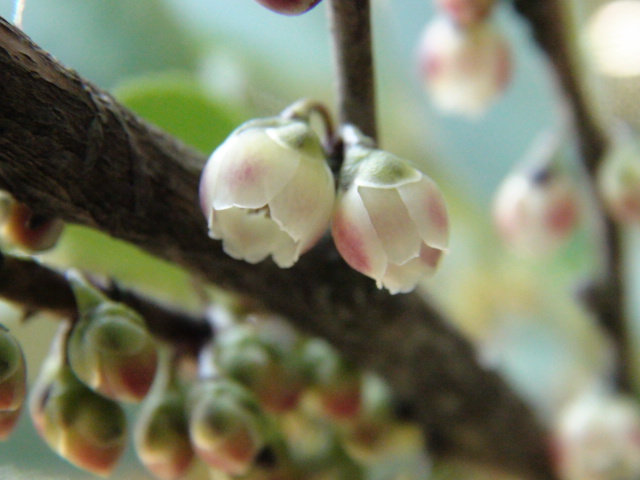 姫榊（ヒサカキ）の花と匂い…2015/3/1_f0231709_10331959.jpg