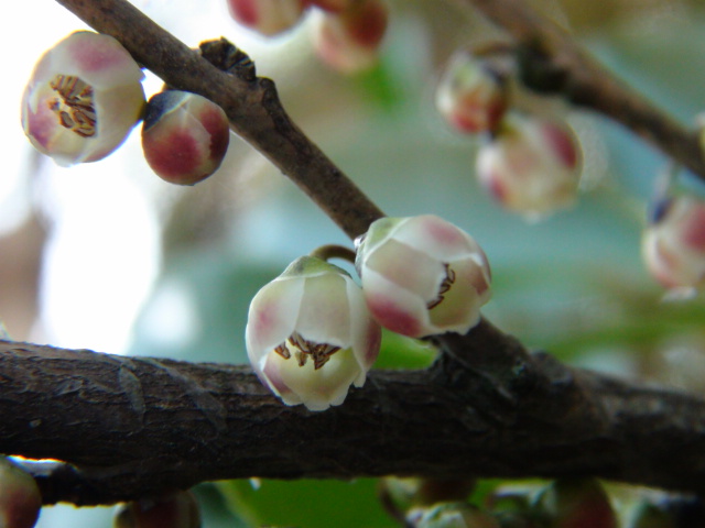 姫榊（ヒサカキ）の花…2014・3・12_f0231709_10354694.jpg