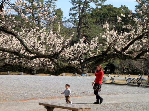 梅花満開 京都御苑_e0048413_21153598.jpg