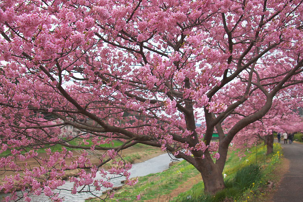 南伊豆の河津桜_e0134814_2130212.jpg