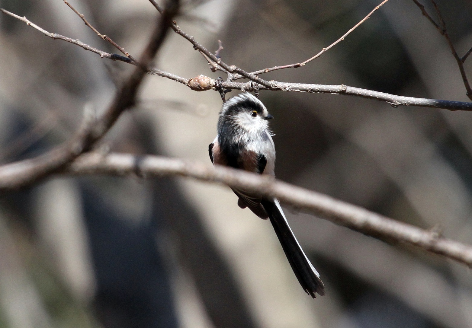 ｍｆの森でエナガを撮る 私の鳥撮り散歩