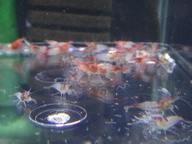 140312 海水魚・水草・淡水魚_f0189122_13285816.jpg