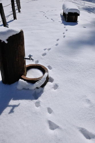 春雪の森を歩く_c0220824_843239.jpg