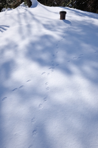 春雪の森を歩く_c0220824_8434221.jpg