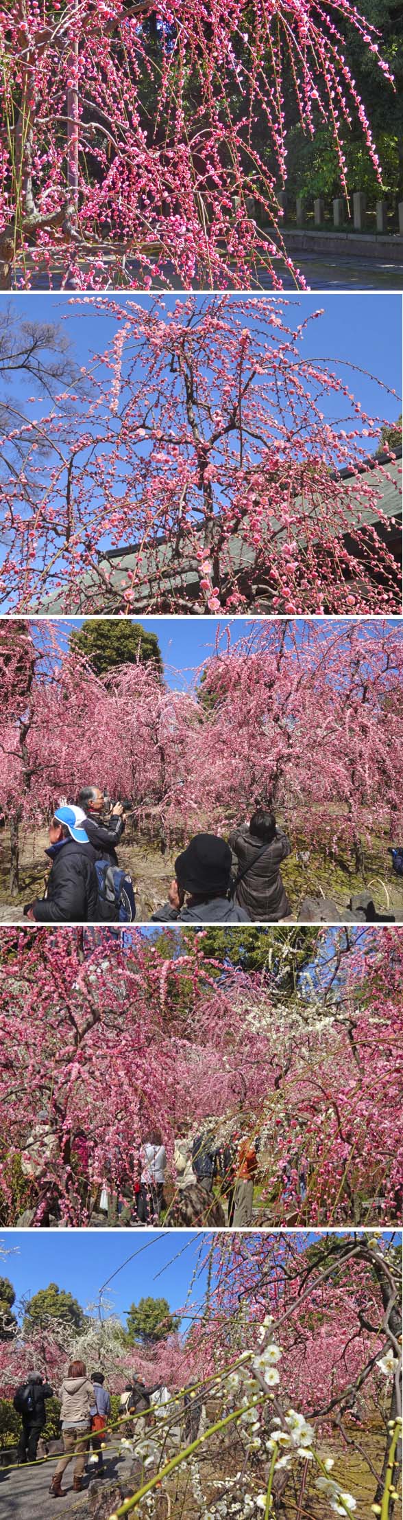 満開の枝垂れ梅　（3月11日・京都城南宮）_c0184737_8281651.jpg