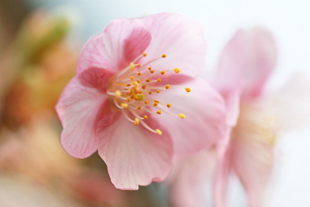 今年の桜の始まりは・・・・_e0274337_07244688.jpg