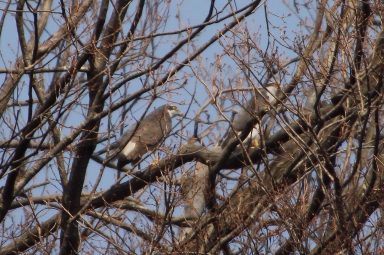 2014.3.12 珍しいものづくし・相模川自然の森公園・ウタツグミ、トラツグミ_c0269342_20482270.jpg