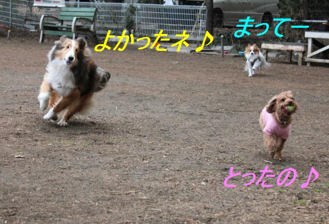 久しぶりにドッグラン、運動場さんへ♪_e0195743_101554.jpg