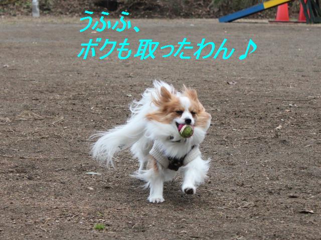 久しぶりにドッグラン、運動場さんへ♪_e0195743_104255.jpg