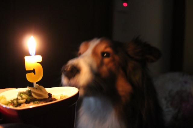 20140311 Happy Birthday あくび♪_e0195743_1543881.jpg