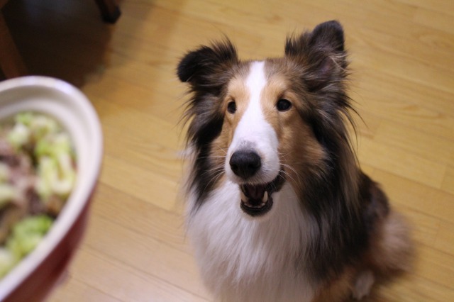 20140311 Happy Birthday あくび♪_e0195743_1545387.jpg