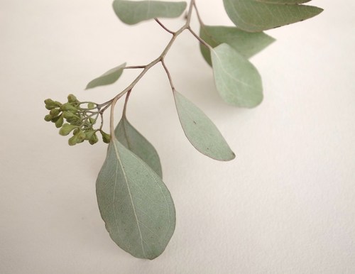 オーダー:植物モチーフのリング。_c0243355_1010614.jpg