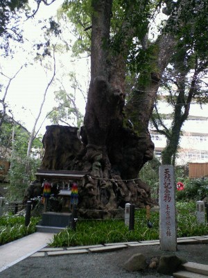 熱海　来宮神社のパワーツリー　大楠_f0129761_11401513.jpg