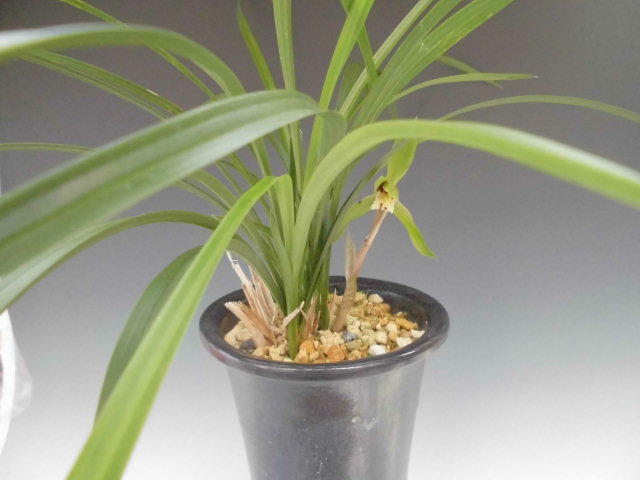 対馬ニオイ春蘭 : DREAM GRASSES