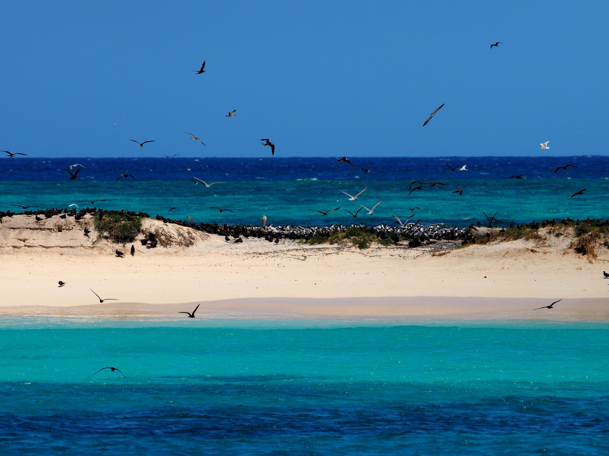 Good Bye  Michaelmas Cay _d0283373_15422298.jpg