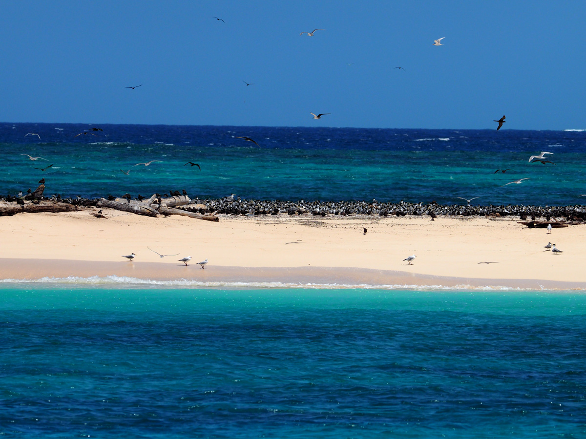 Good Bye  Michaelmas Cay _d0283373_15422953.jpg