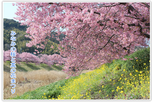 2014年3月9日　南伊豆町　みなみの桜と菜の花まつり_b0024183_23292037.jpg