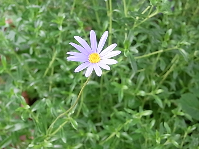 e0158687_0315959.jpg