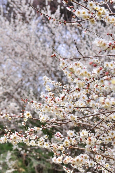 ようこそ、春 Welcome spring!_a0126590_22442156.jpg