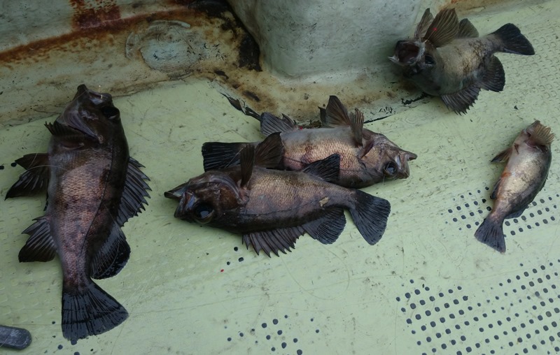 鳴門の春告魚メバルはこれからダー！_f0106190_2135592.jpg