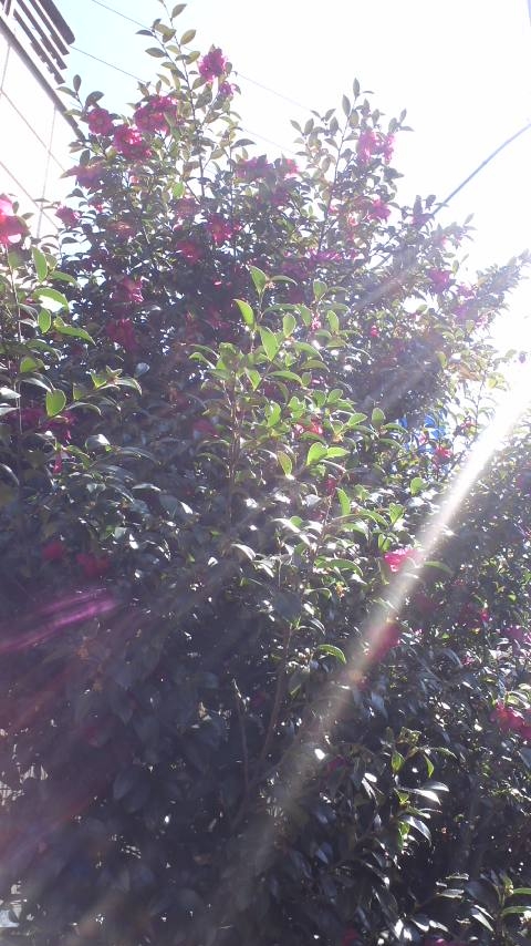 c0220499_8521714.jpg