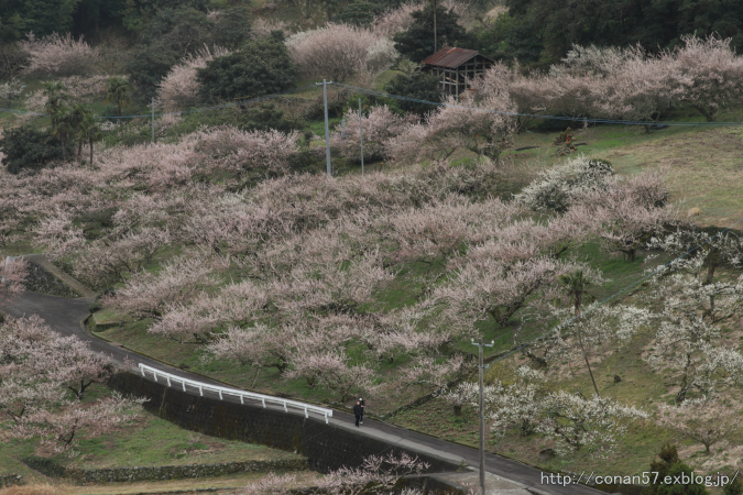 徳島 阿川梅祭り_c0278800_17554366.jpg