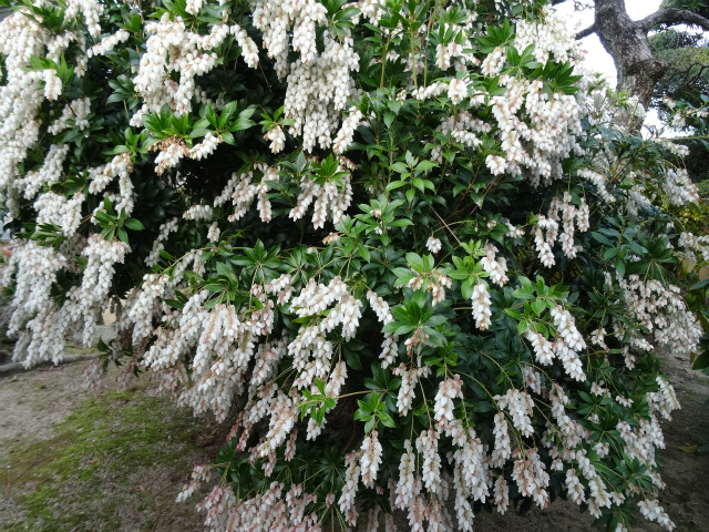 c0125501_9573667.jpg