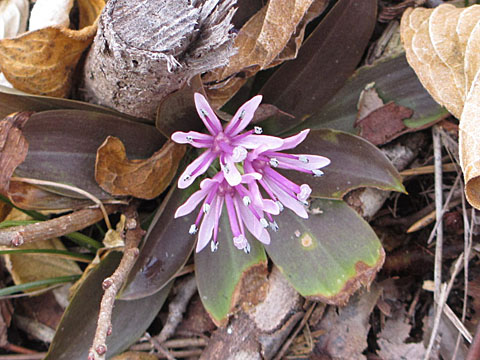 e0293913_2285720.jpg