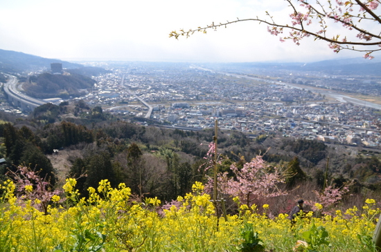 河津桜と菜の花さんぽ　ｉｎ 松田山_a0293130_1238177.jpg