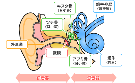 14年3月12日 耳の中の鰓 起 どっとがら