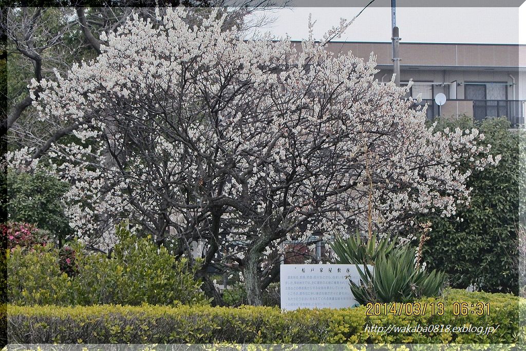 散歩道の梅の花！！！_e0052135_17472823.jpg