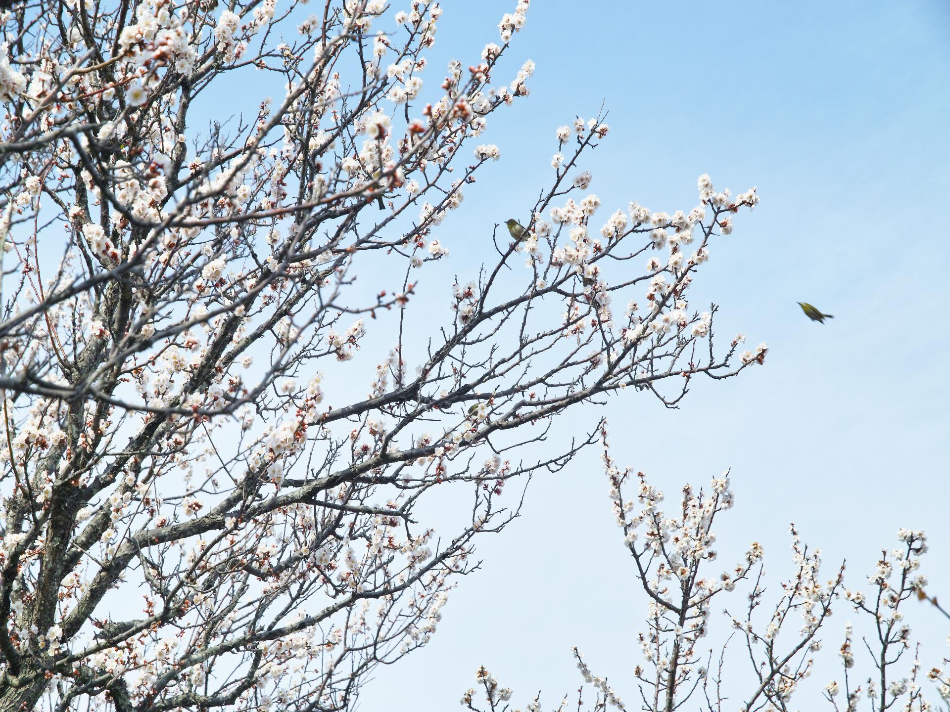 春の花を探しに三浦アルプス_c0008948_21473487.jpg