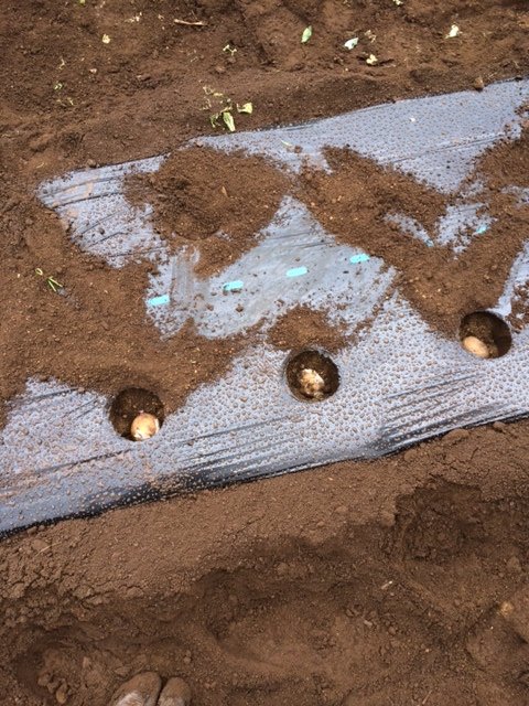 午後から雨の予報が　午前中から雨・・ジャガイモの植え付け＆畑取材同時進行です_c0222448_12050462.jpg