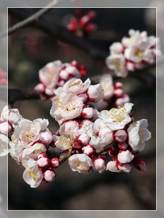 戸川公園の河津桜・2014（後編）_d0013149_2239097.jpg