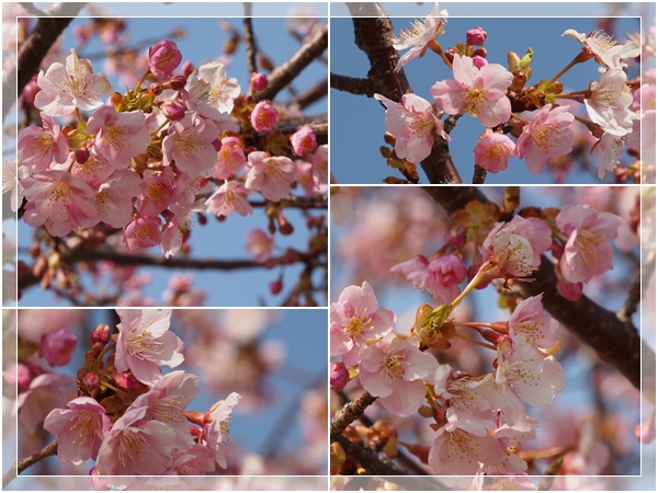 戸川公園の河津桜・2014（後編）_d0013149_23153947.jpg