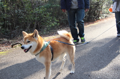 斜め掛けって素晴らしぃ～♪_f0245650_14141443.jpg