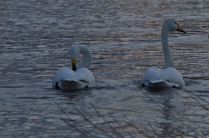 20140303 白鳥 富山県富山市婦中町長沢_a0263952_2017379.jpg