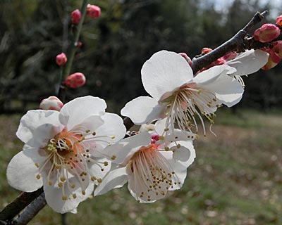 e0035757_0145631.jpg