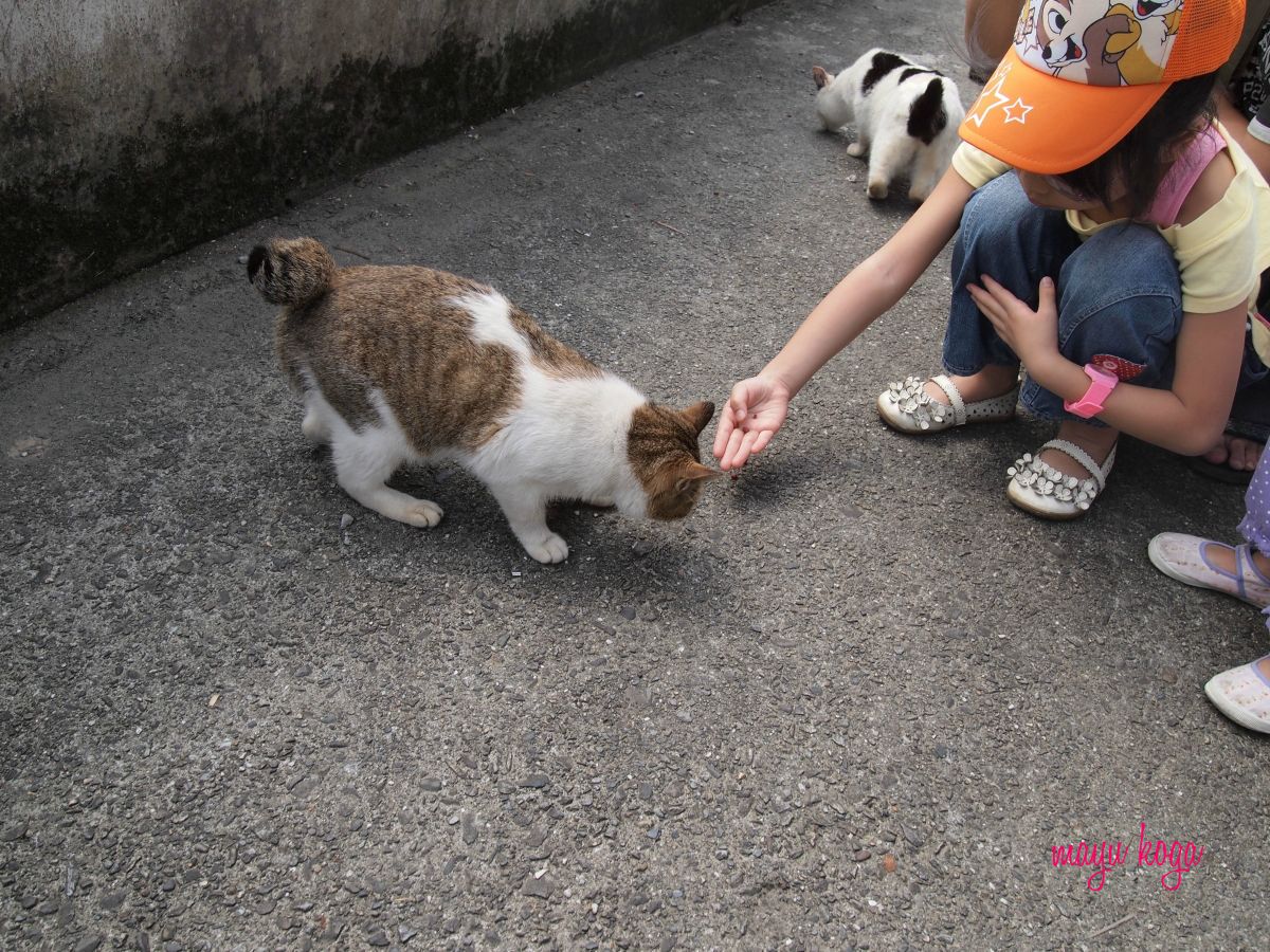 台湾の猫村に行ってみた！⑤　シュークリームみたいなしっぽ。_e0255060_23361122.jpg