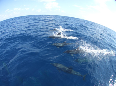 カジキスイム！！　　　　　　　　　　　MEXICO/CANCUN_e0184067_18562952.jpg