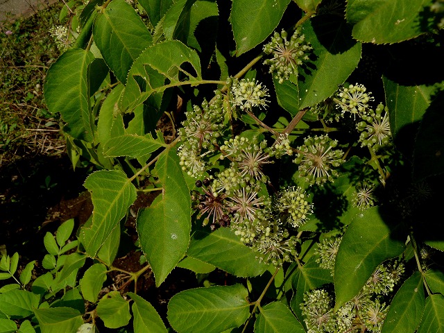 d0019074_124792.jpg
